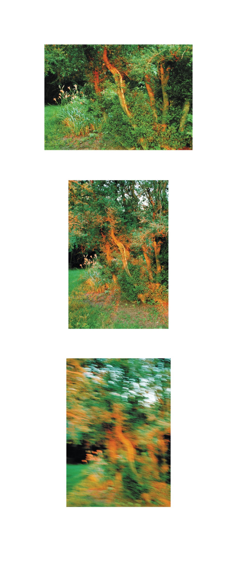 Firey Trees 2