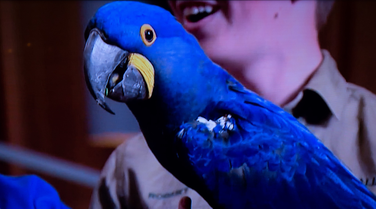 Hyacinth Macaw Parrot 
