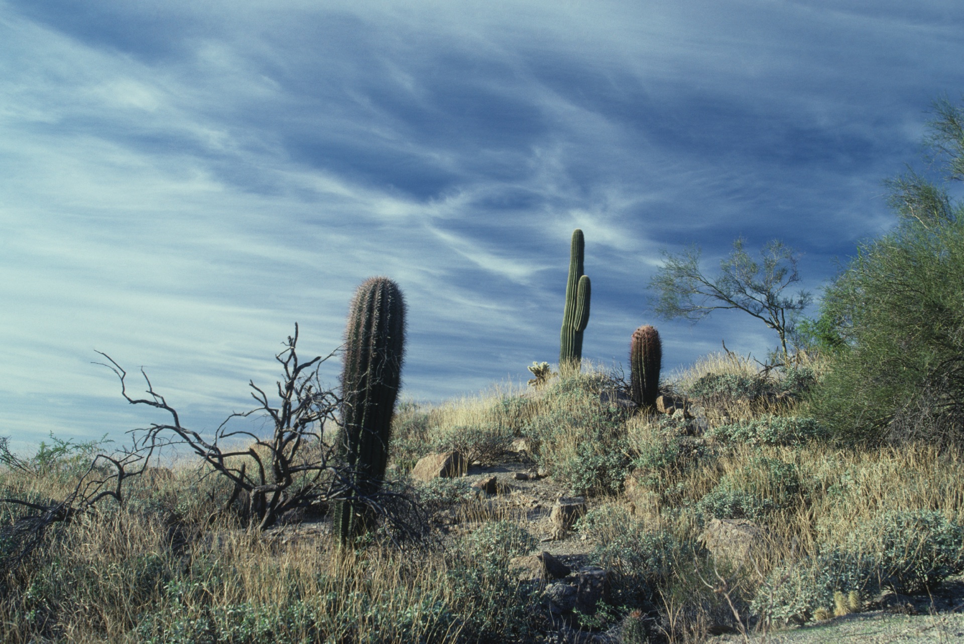 Desert landscape with Saquaro 