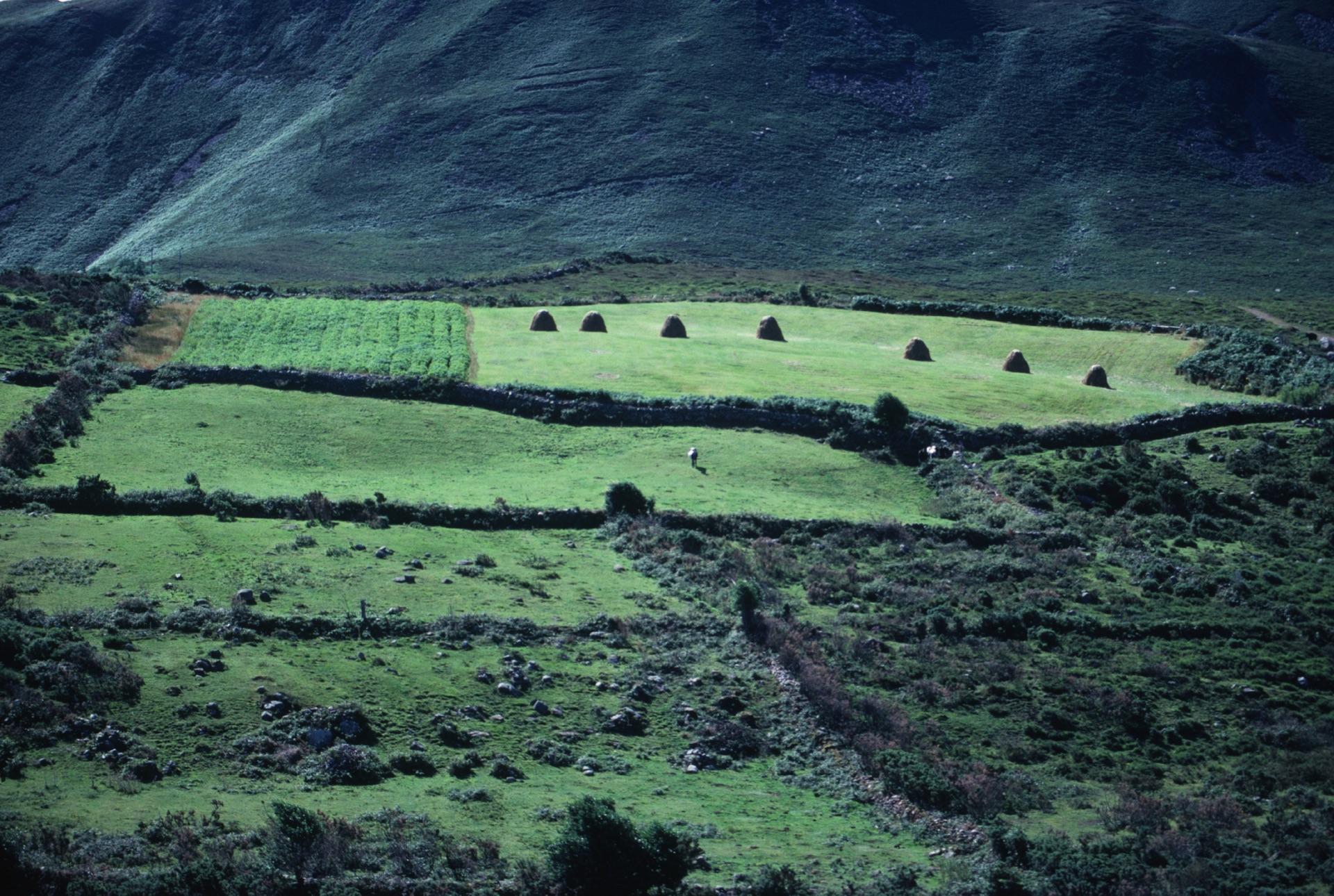 Green fields, Co. Kerry