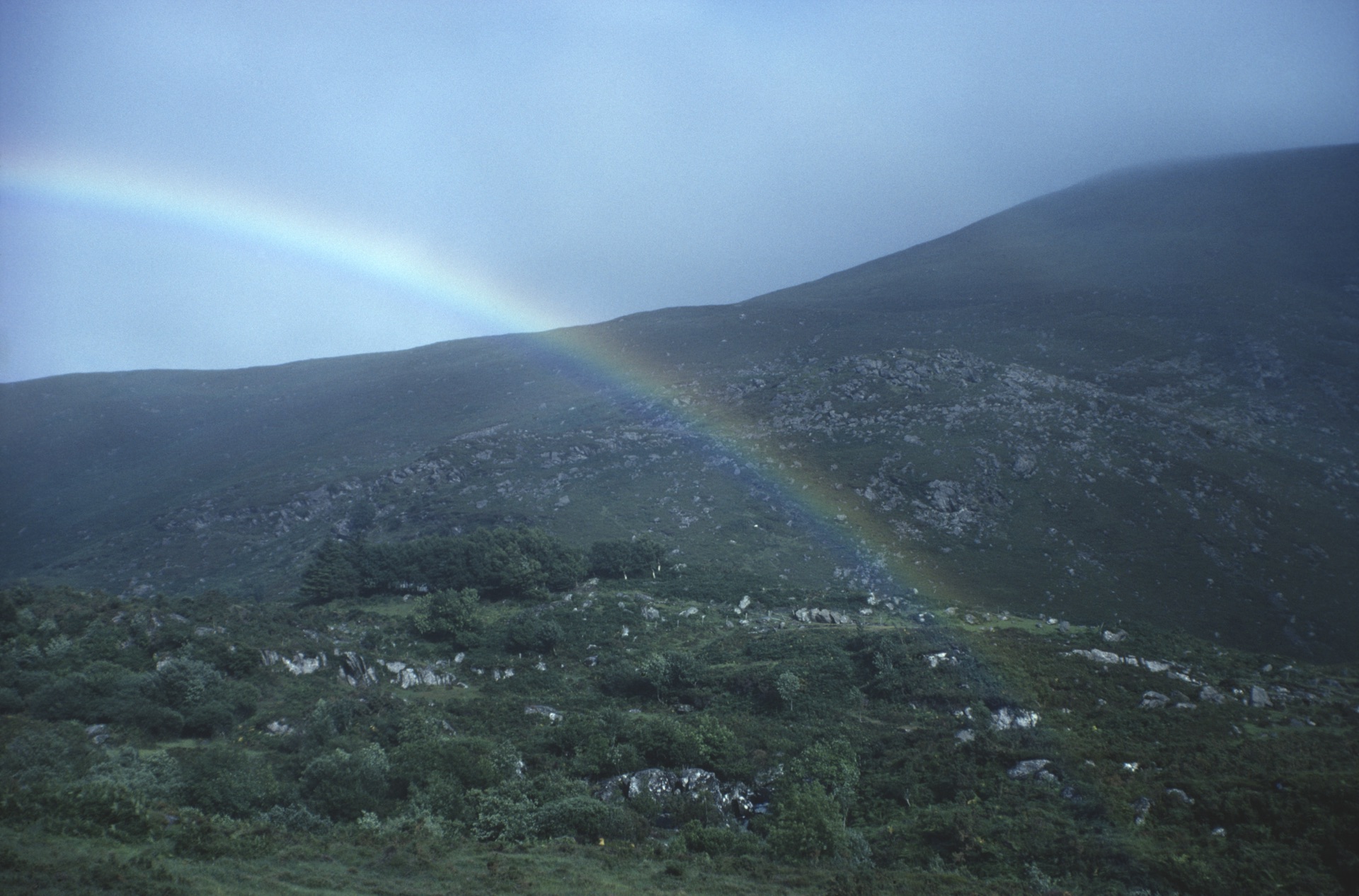 Kerry Rainbow