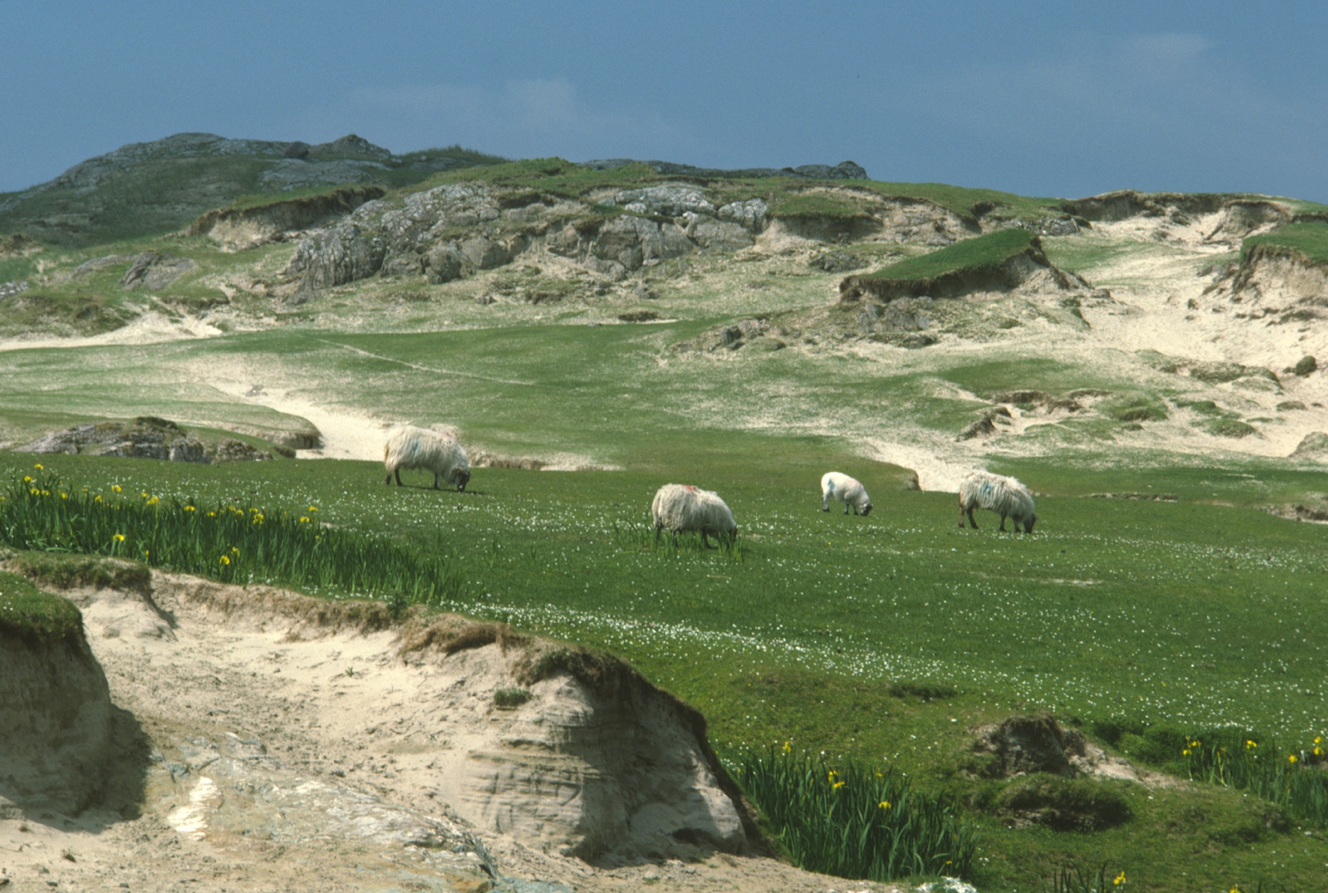 Sheep Grazing near Tullabaun Beach, Co.Mayo